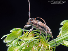alpha long-horned beetle
