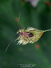 alpha long-horned beetle