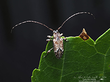alpha long-horned beetle