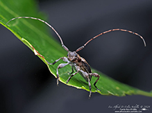alpha long-horned beetle