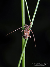 alpha long-horned beetle
