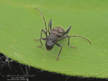 ant-like longhorn beetle