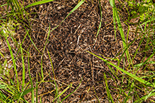 ant (Formica sp.)