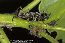 ant (Family Formicidae)
