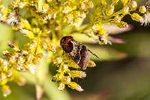 arcigera flower moth