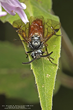 argid sawfly (Arge sp.)