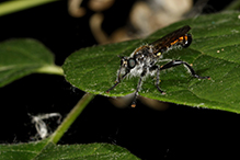 arrowhead laphria