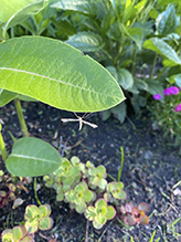 artichoke plume moth