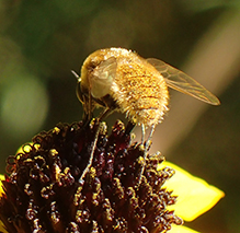 aster bee fly