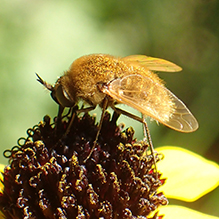 aster bee fly