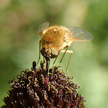 aster bee fly