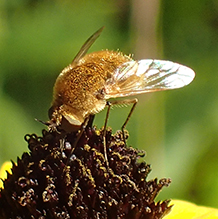 aster bee fly