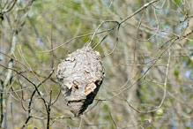 bald-faced hornet nest