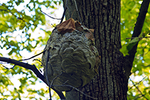 bald-faced hornet nest