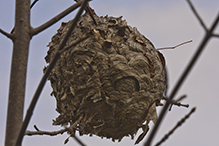 bald-faced hornet nest