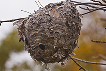 bald-faced hornet nest