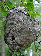 bald-faced hornet nest