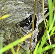 bald-faced hornet