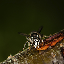 bald-faced hornet