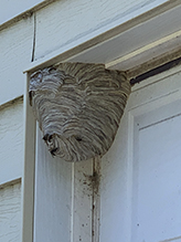 bald-faced hornet