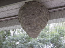 bald-faced hornet