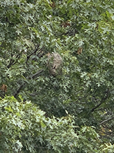 bald-faced hornet