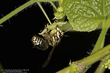 bald-faced hornet