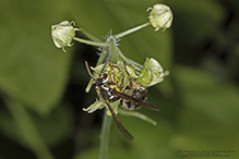 bald-faced hornet