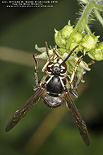 bald-faced hornet