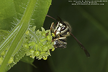 bald-faced hornet