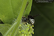 bald-faced hornet