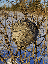 bald-faced hornet