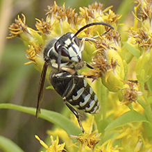 bald-faced hornet