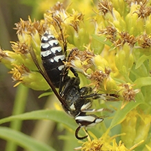 bald-faced hornet