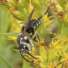 bald-faced hornet