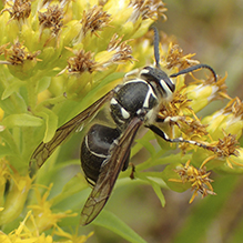 bald-faced hornet