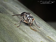 bald-faced hornet