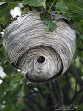 bald-faced hornet