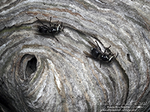 bald-faced hornet