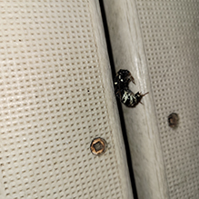 bald-faced hornet