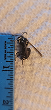 bald-faced hornet