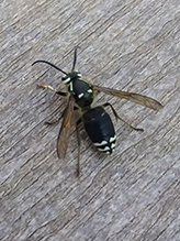 bald-faced hornet