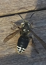 bald-faced hornet