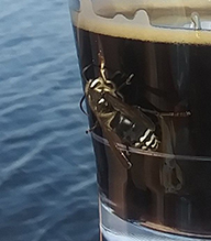 bald-faced hornet