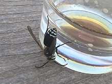 bald-faced hornet