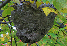 bald-faced hornet