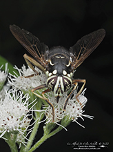 bald-faced hornet fly