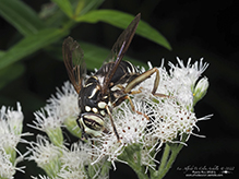 bald-faced hornet fly