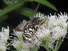 bald-faced hornet fly