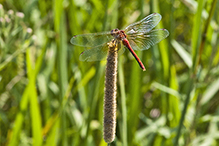 band-winged meadowhawk